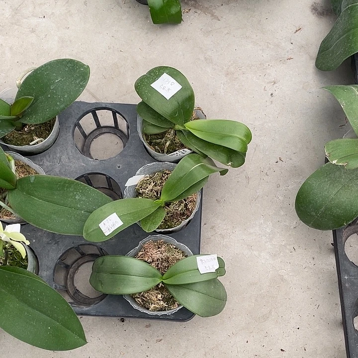 完全开放处理苗 1218➕红路德交品➕新几内亚香阿嬷