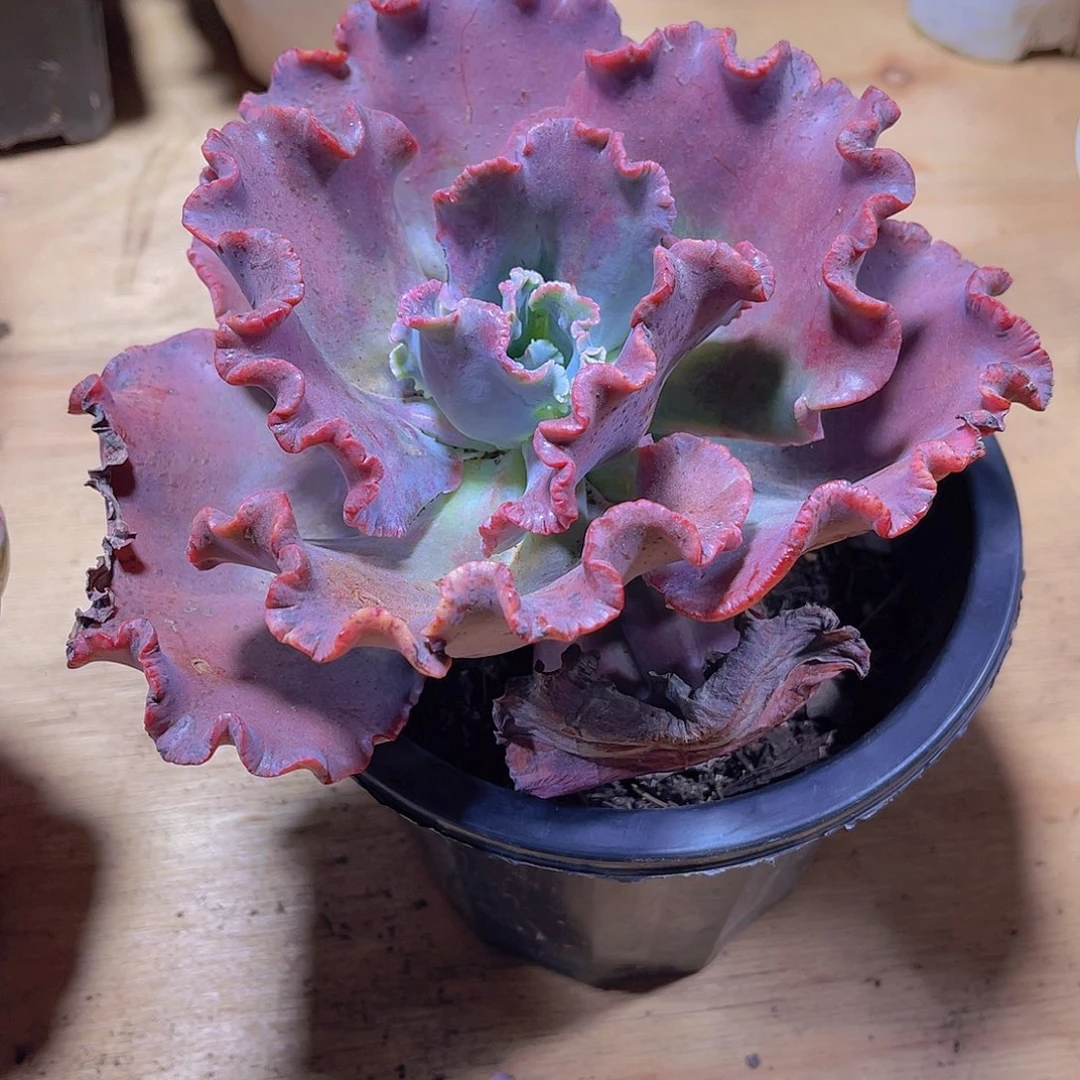 向**'00000000000000550