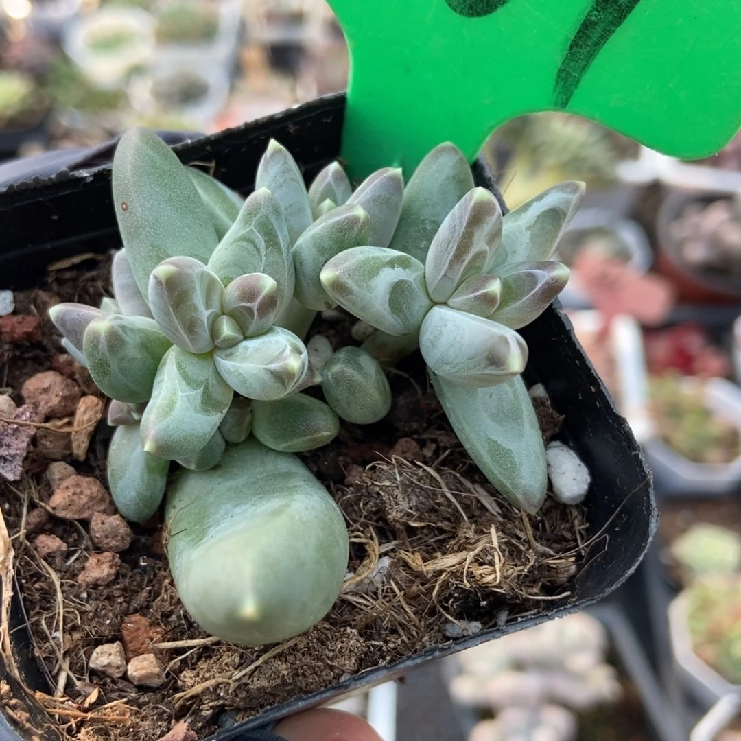 501凤宇美人多肉植物