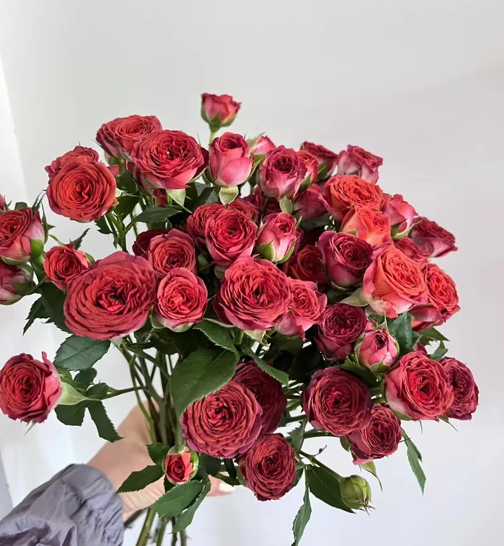 【巧克力泡泡】云南昆明基地直发玫瑰水养手捧花束鲜花拍三单送花瓶
