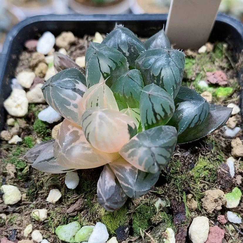 【闪购商品】64水晶实生