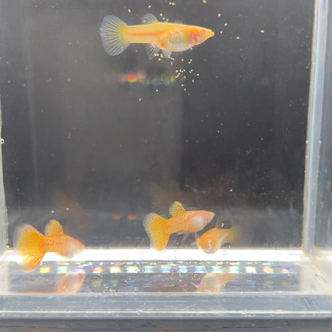 孔雀鱼黄蕾丝白子2对