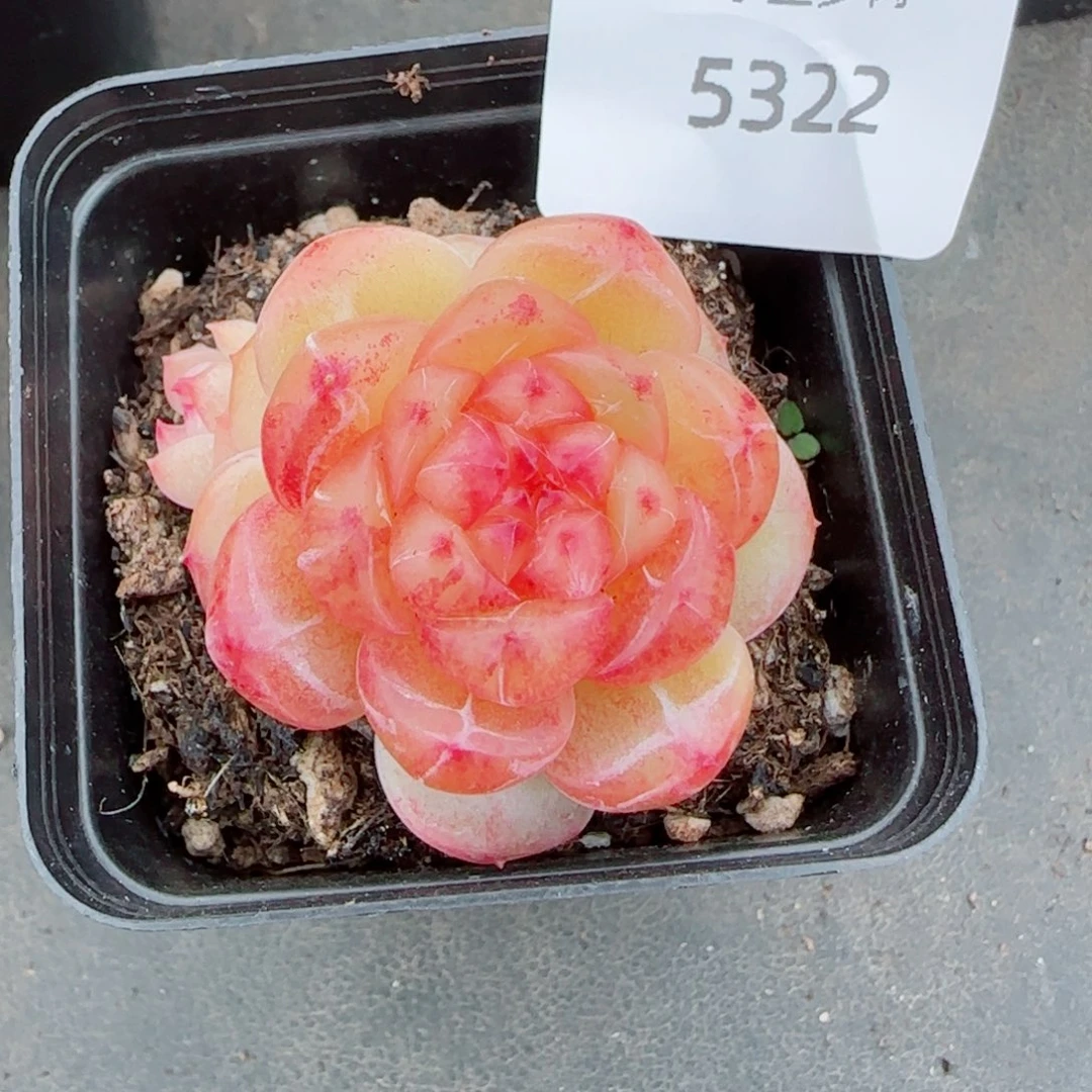 拿铁奶沫，5322多肉植物