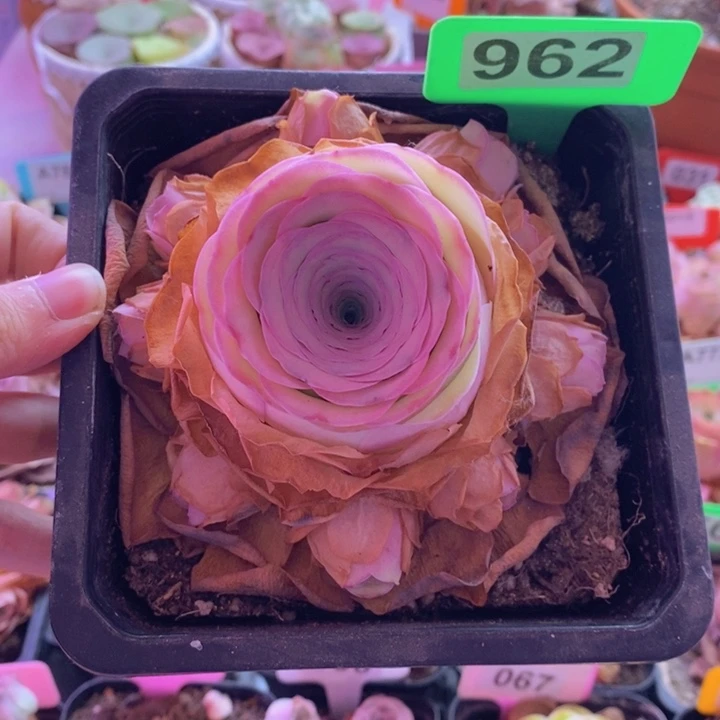 山地玫瑰一物一拍勿忘我962