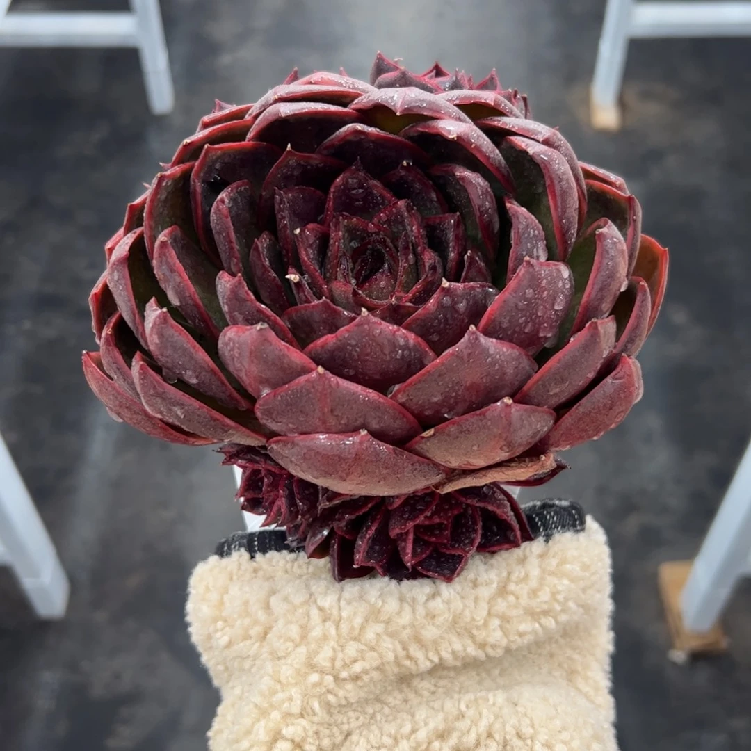 红灯自然群多肉植物