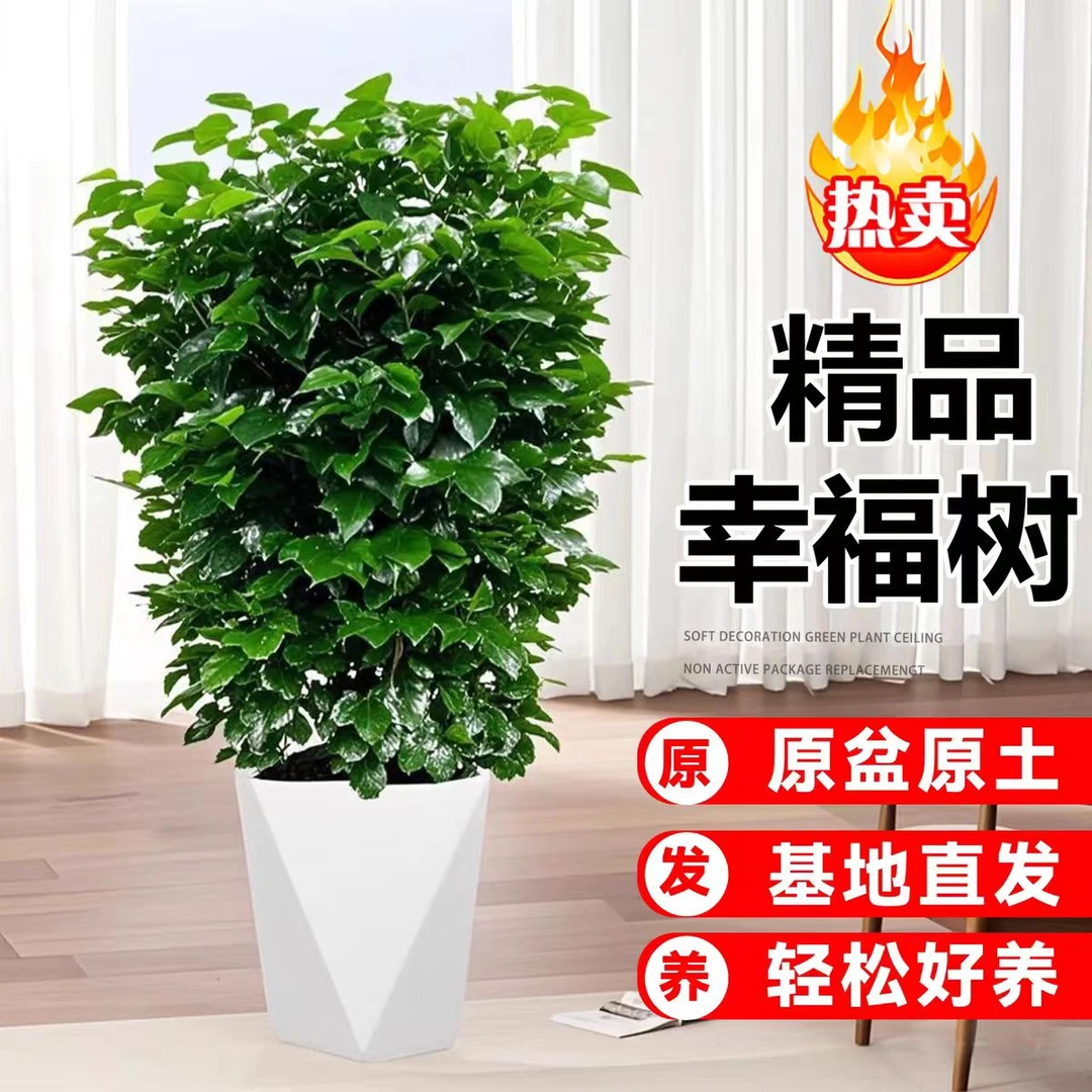 80 - 100cm不砍根老桩丛生幸福树室内观叶绿植四季常青