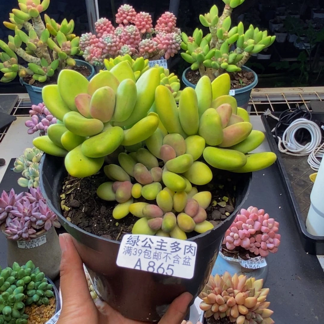 865芒果奶多肉10c m