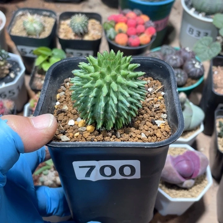 G****生700实生海胆大戟块根