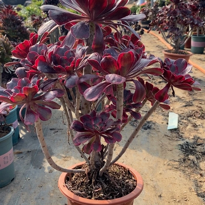 丽娜多肉植物8。