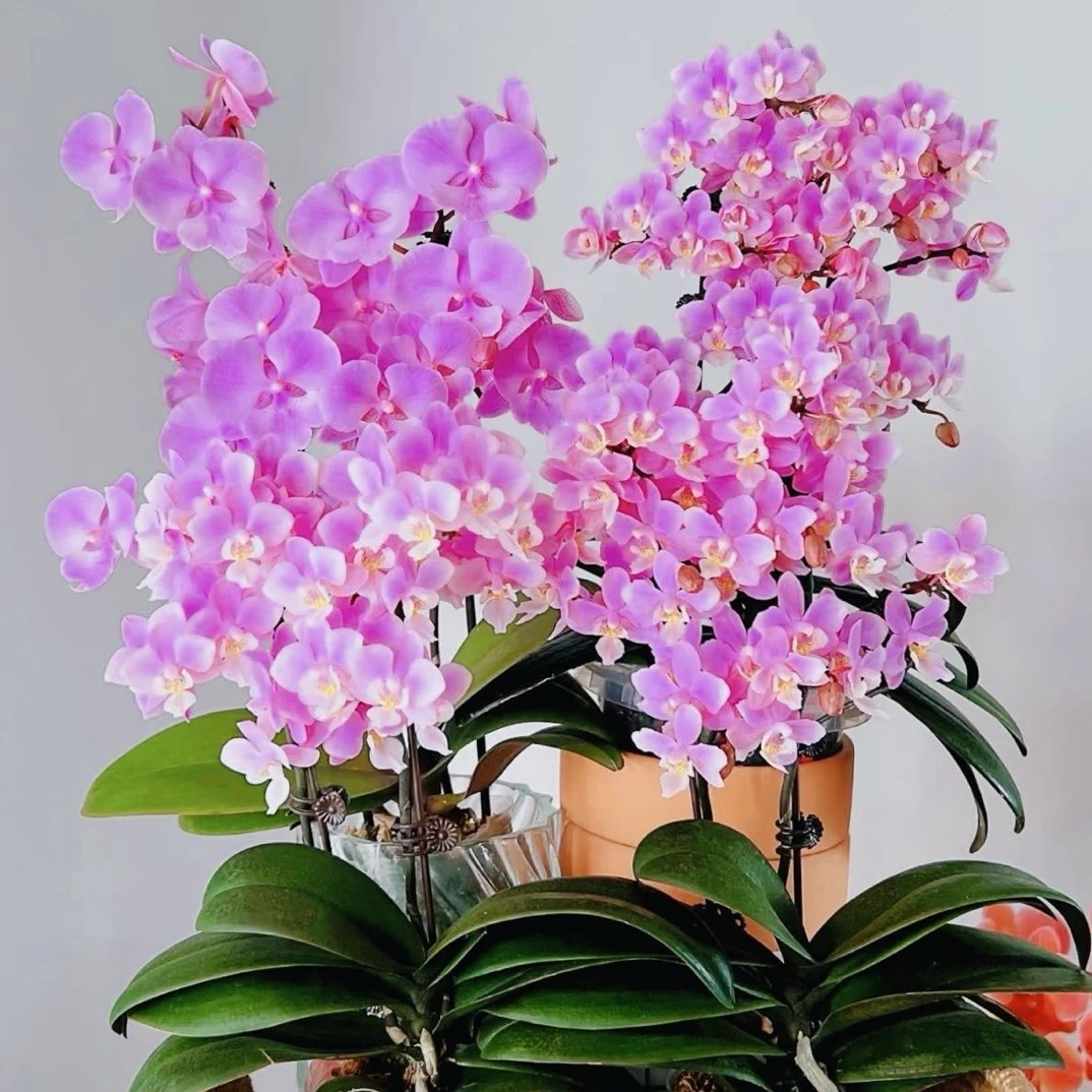 稀少品种2花剑起【璀璨星河】开花绝美蝴蝶兰 好养懒人花