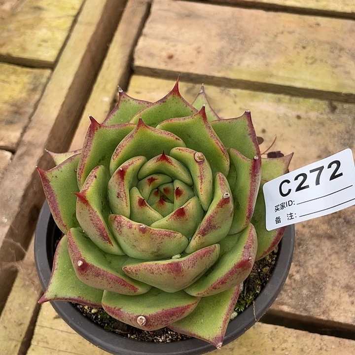 若如东云单拍C272