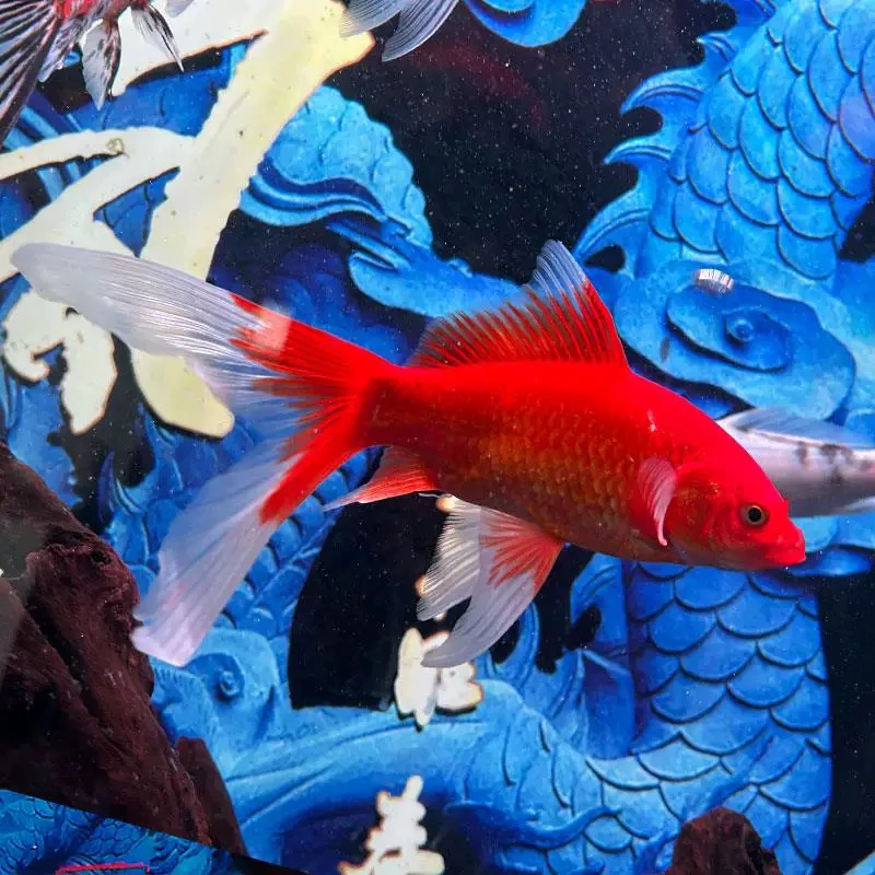 大号【凤尾锦鲫】大红色 奶白色 双色 长尾 闪鳞 精品冷水观赏鱼