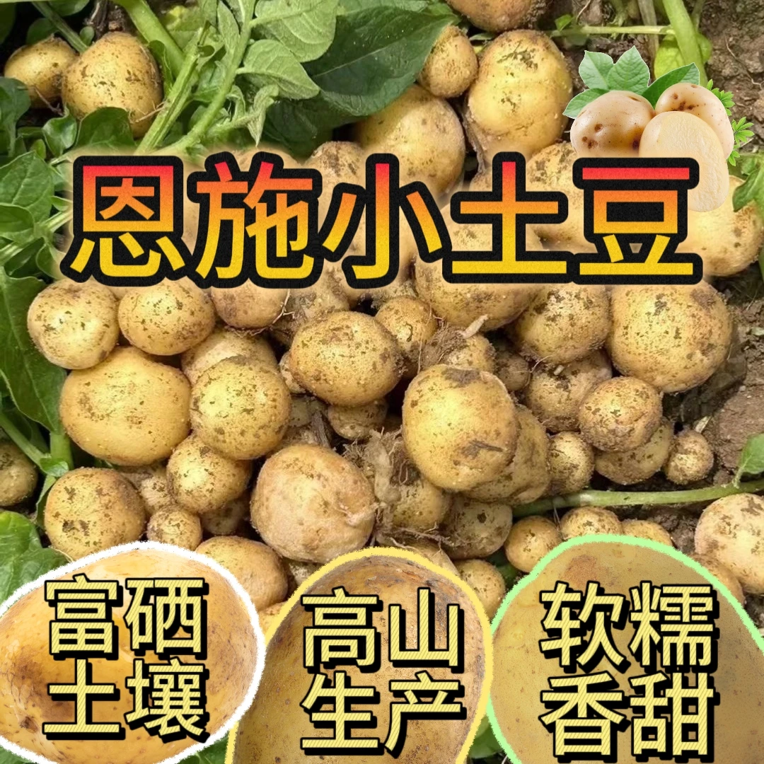 现挖现发恩施马尔科富硒小土豆粉糯香甜小土豆正宗恩施小土豆洋芋