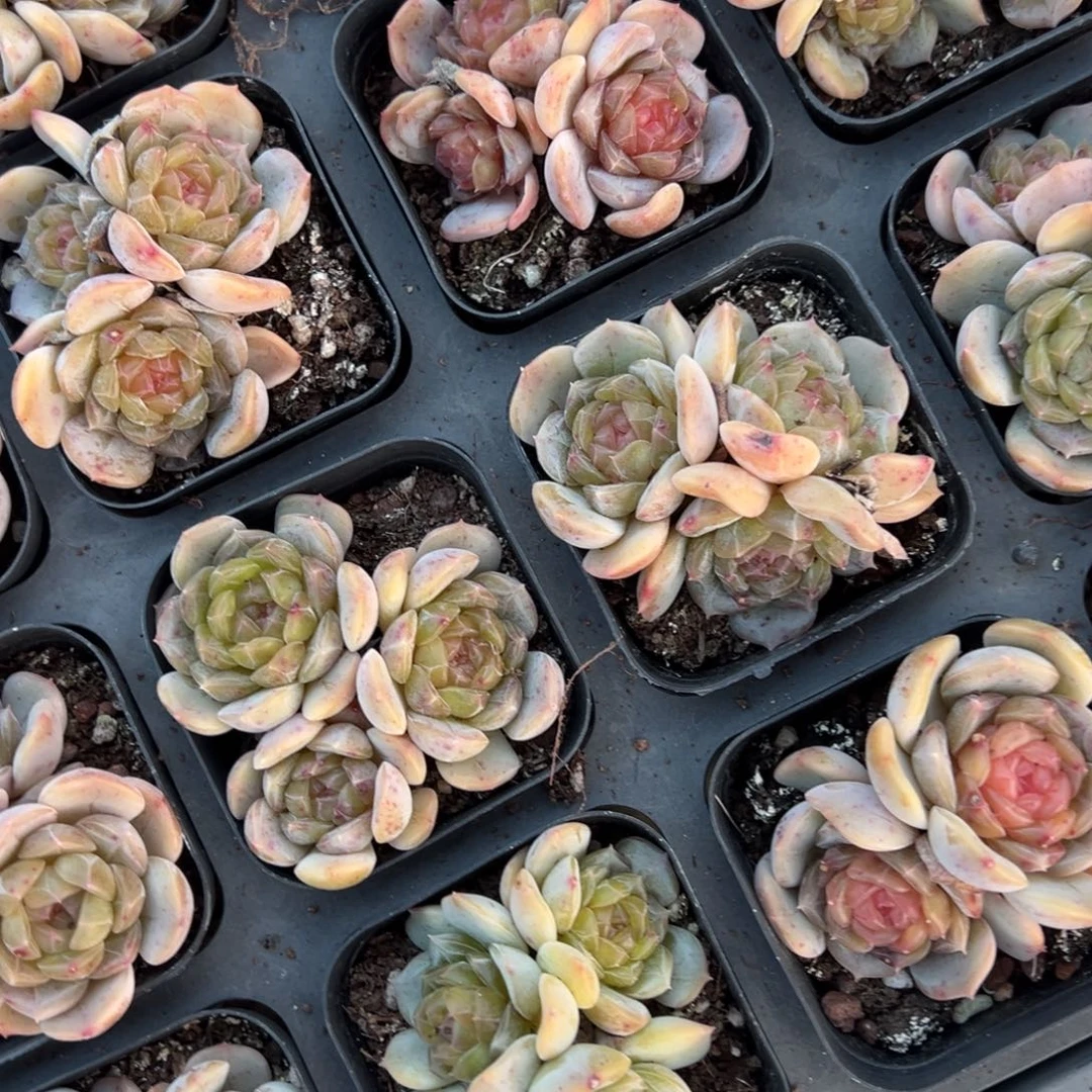 彩恋三头到手1颗量拍多肉满18元包邮（不满包邮发叶片）