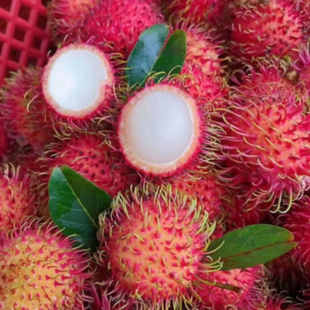 红毛丹一盒 250g装