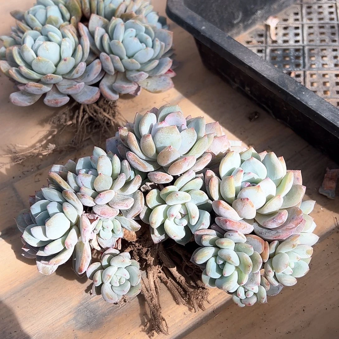 阿娇专拍石榴籽星影