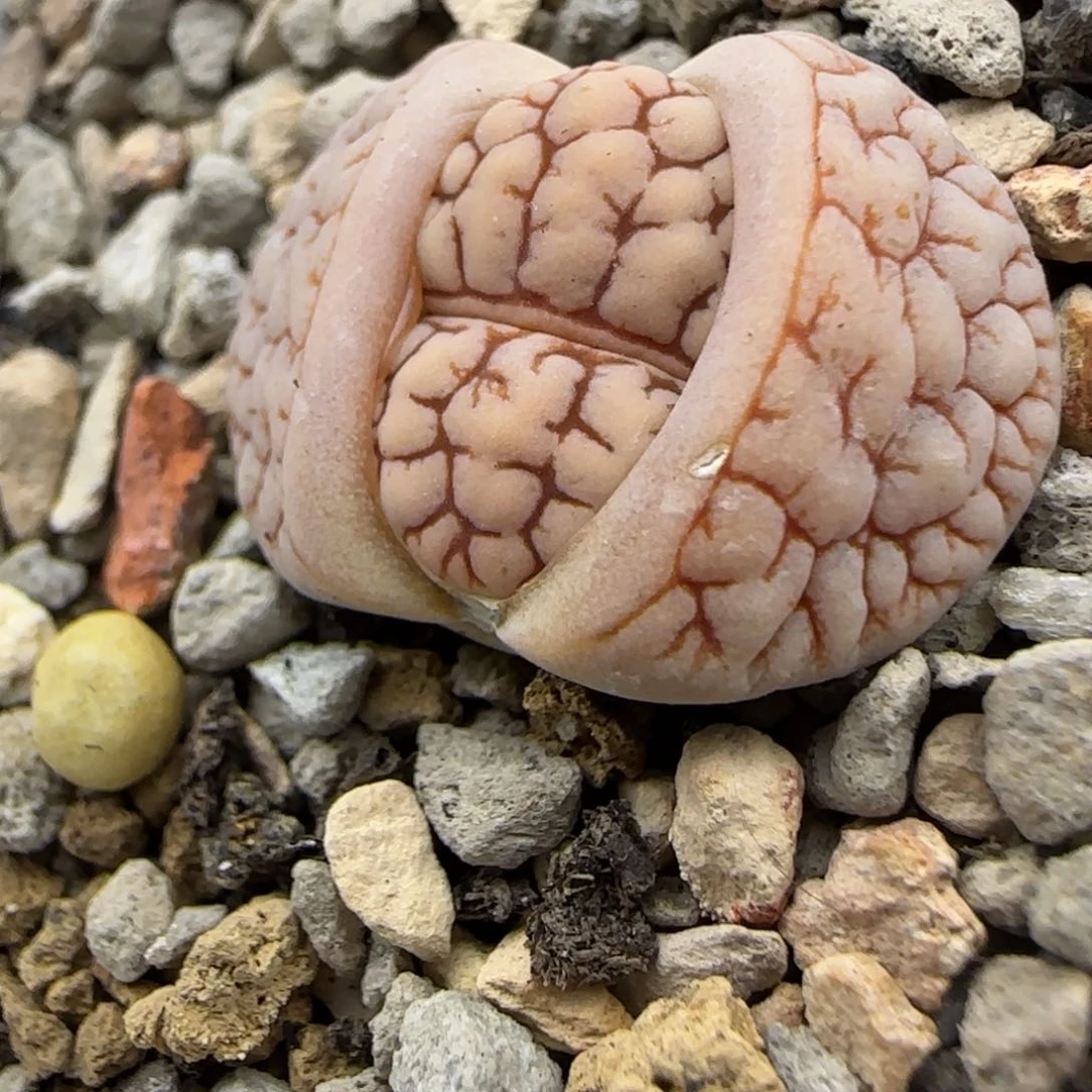 福利189 生石花大棚直播