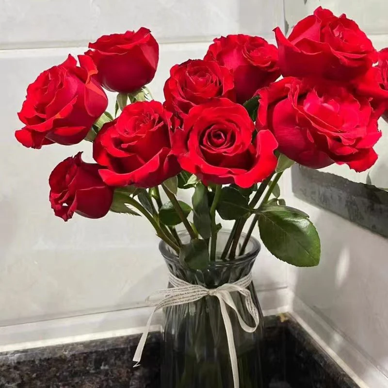 法国红玫瑰 云南基地直发