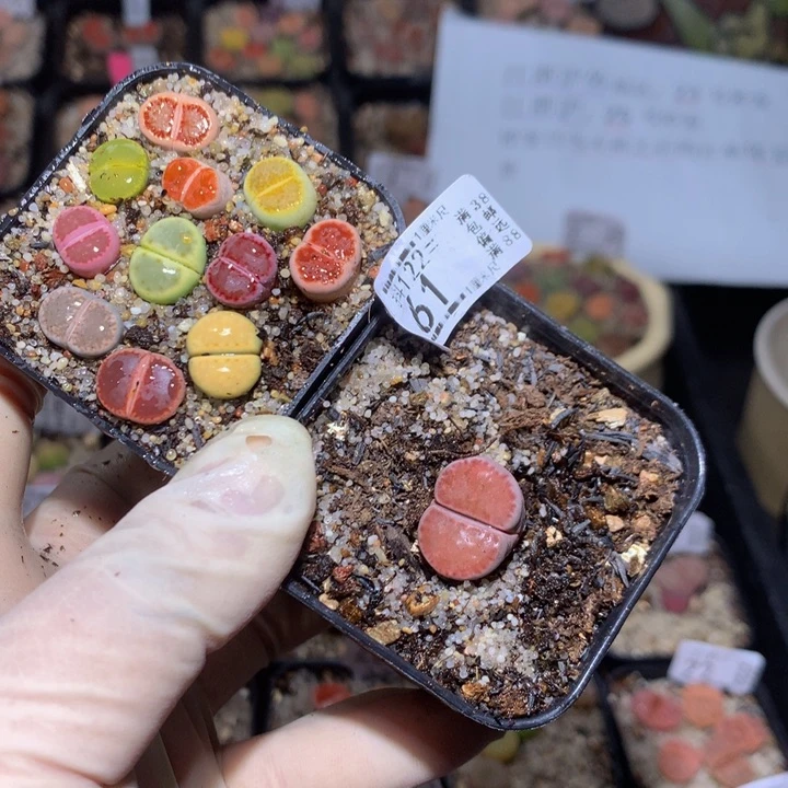 慢***车精品生石花122.61