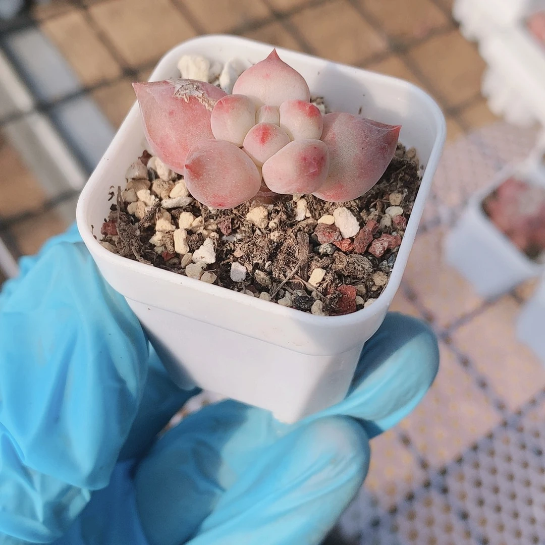 韩国贝岛一物一拍