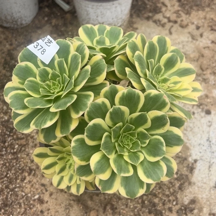 艳凝多肉植物378法师