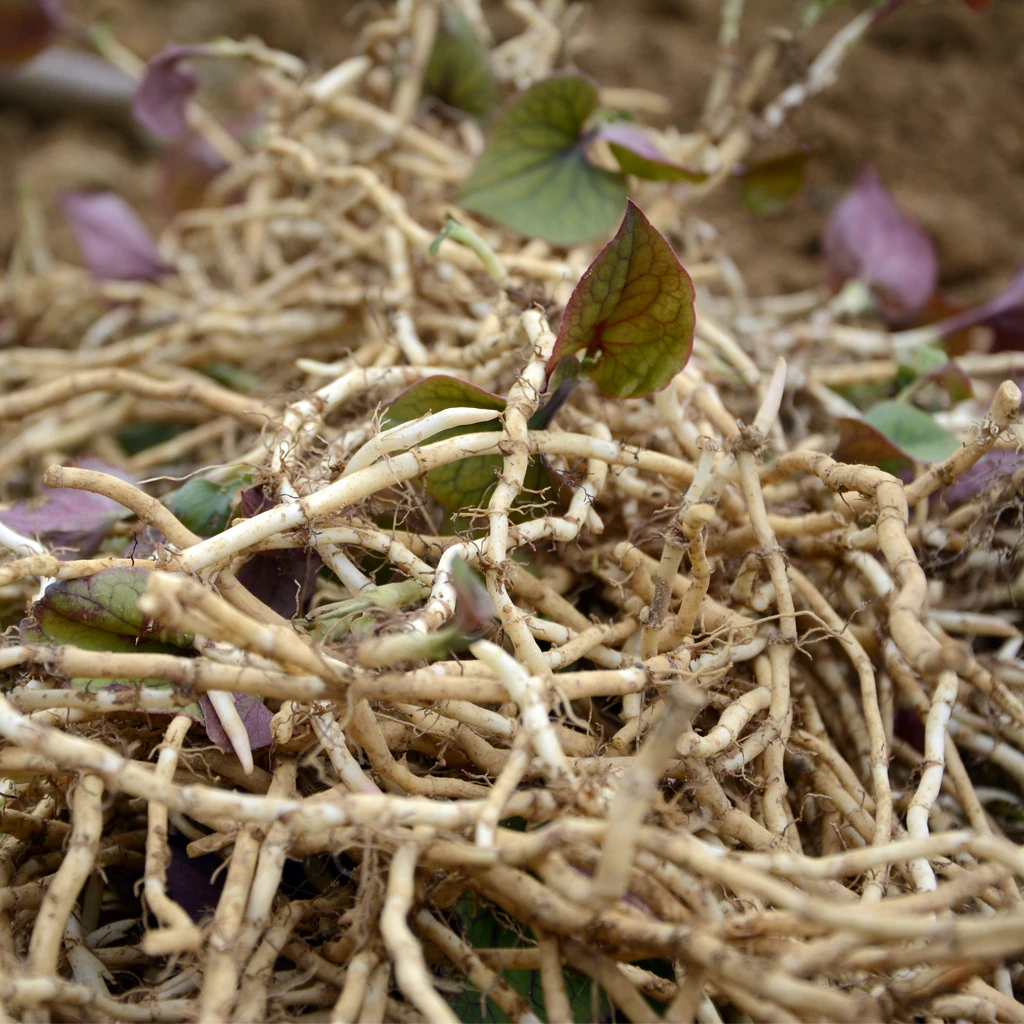 贵州折耳根鱼腥草新鲜农家种植味道好现挖不洗全根无叶带泥巴