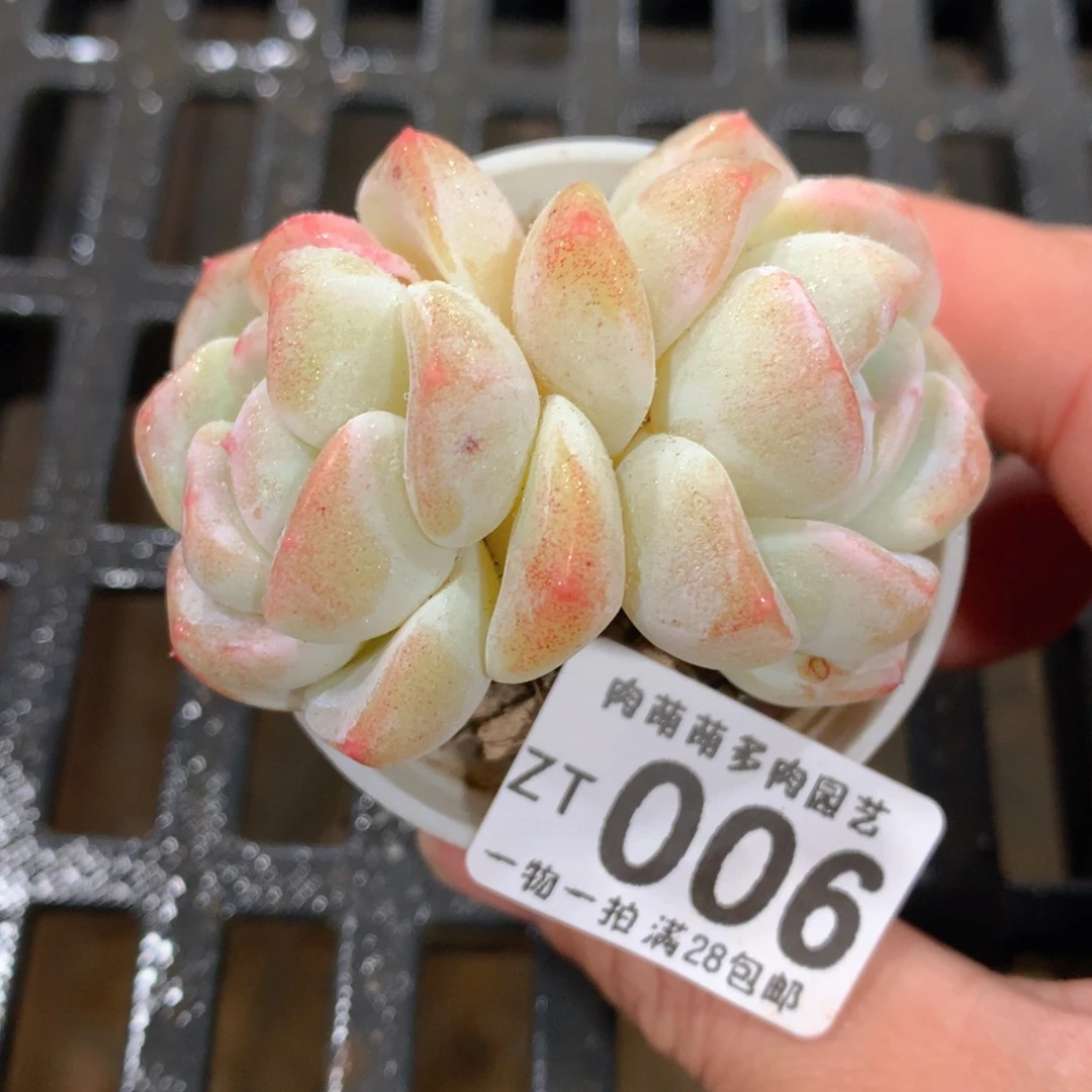 肉萌萌拇指盆精控多肉ZT006