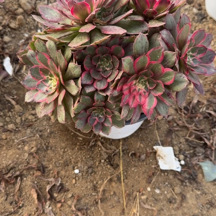 3145莲花清棚处理不包断枝