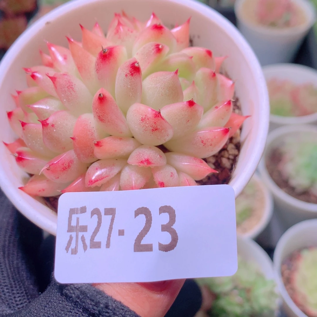 乐然27-23 麦秆群 不包整