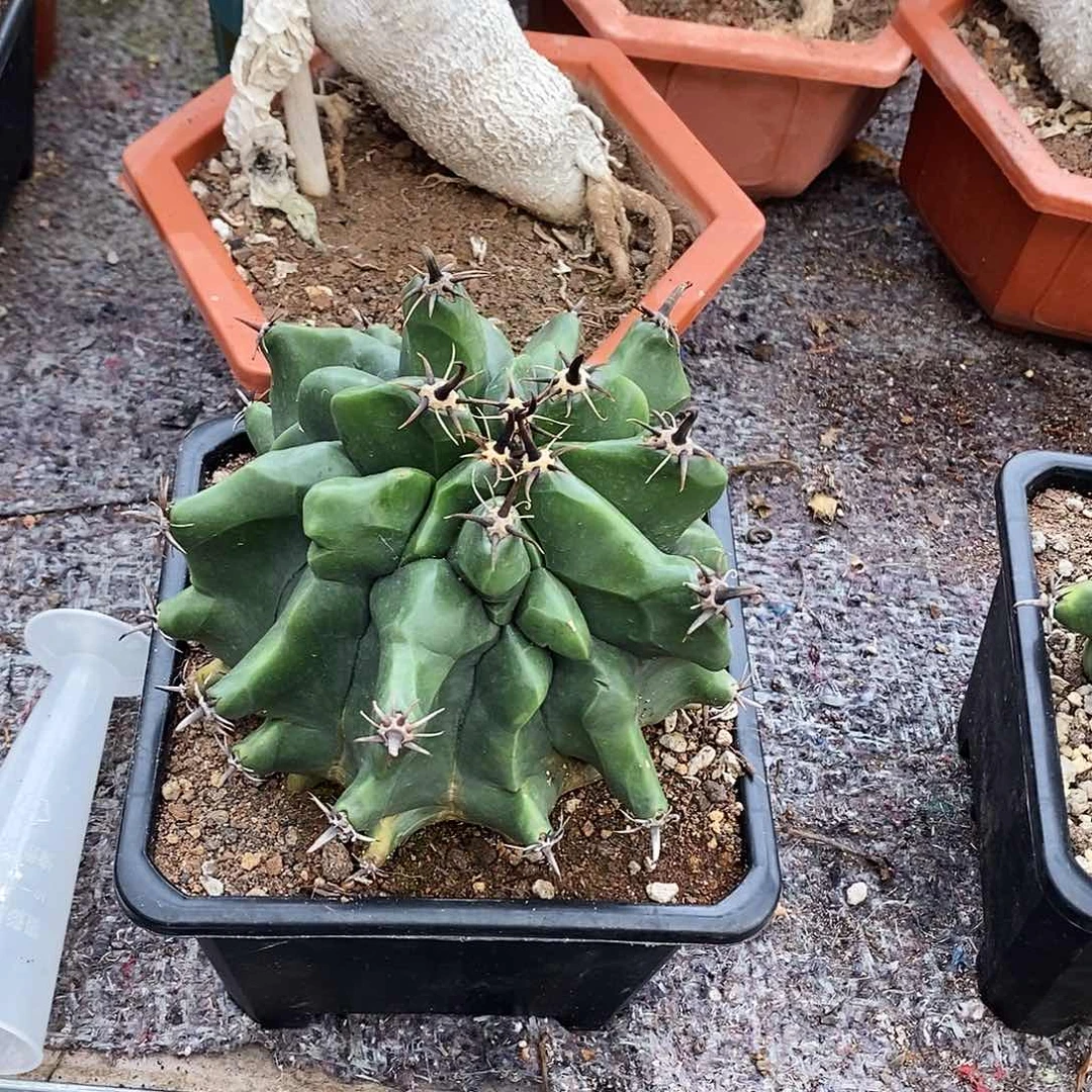 徐*花花草草花花草草