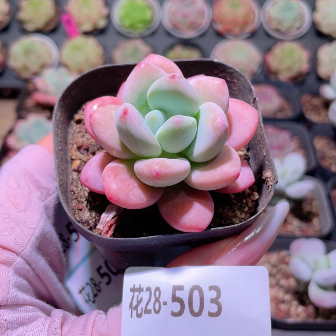 花利美28-503洛神