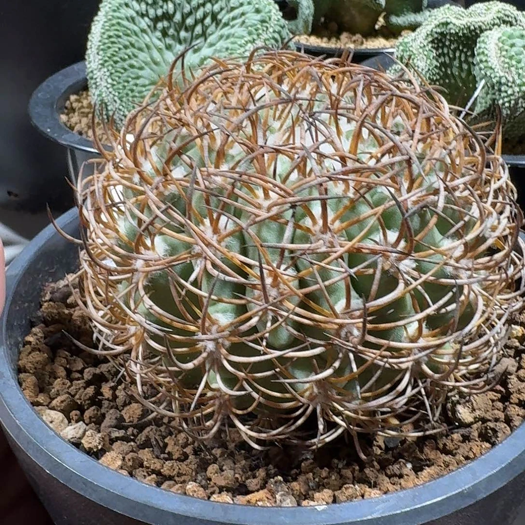 慧星殿仙人球自根有根