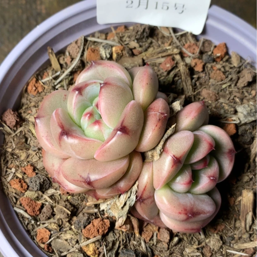 【闪购商品】云382