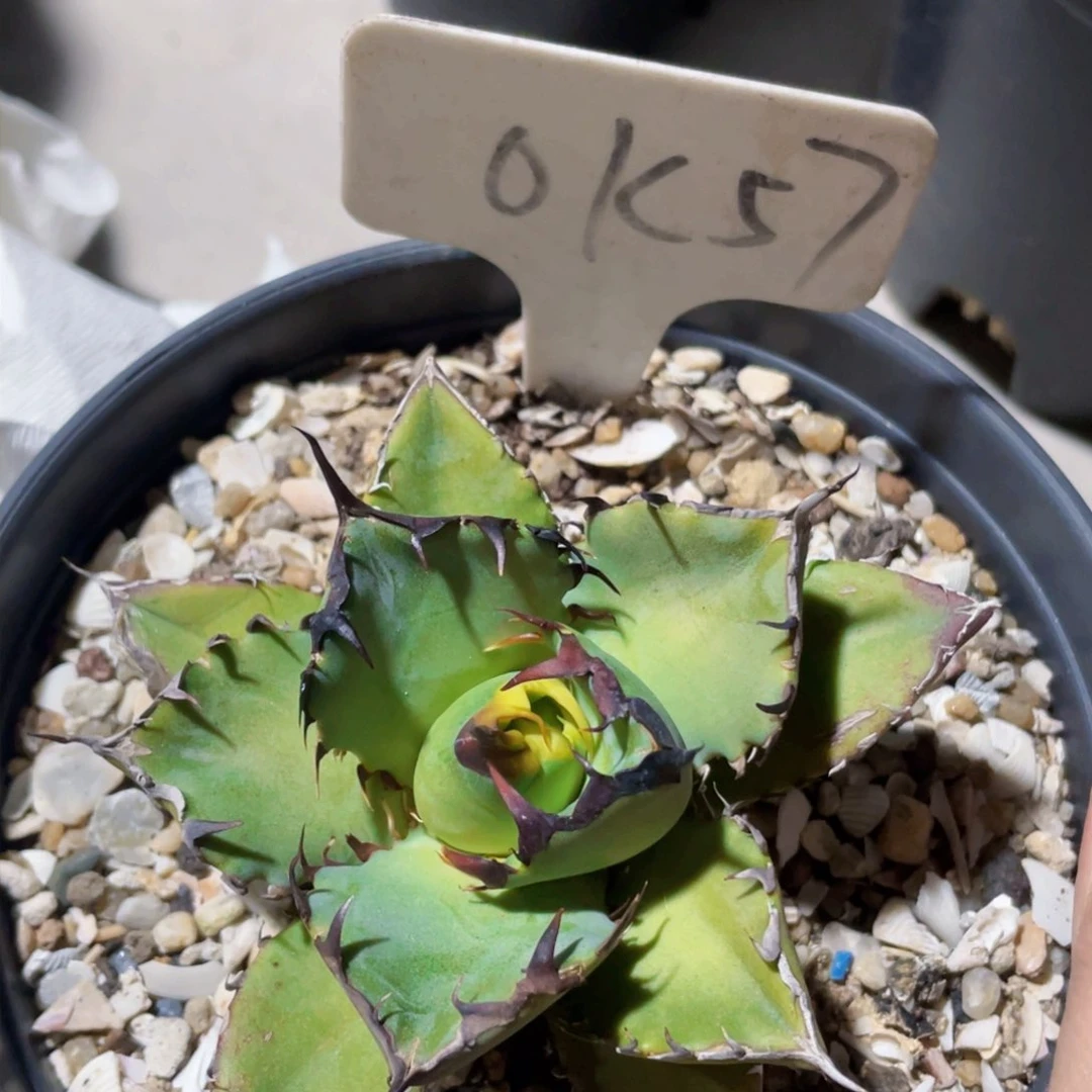 一物一拍，黑鲸，龙舌兰