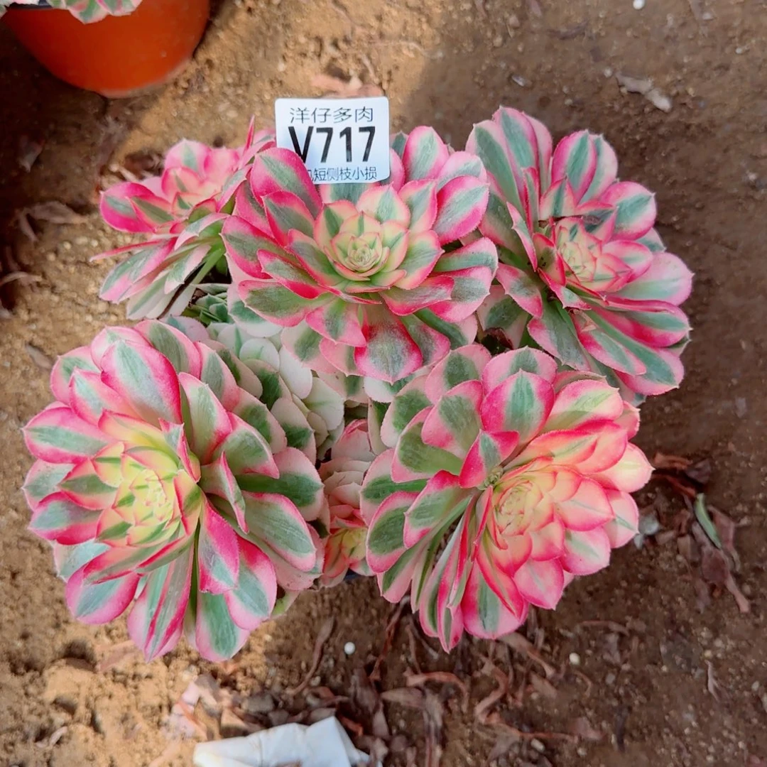 倾城法师717冠幅22