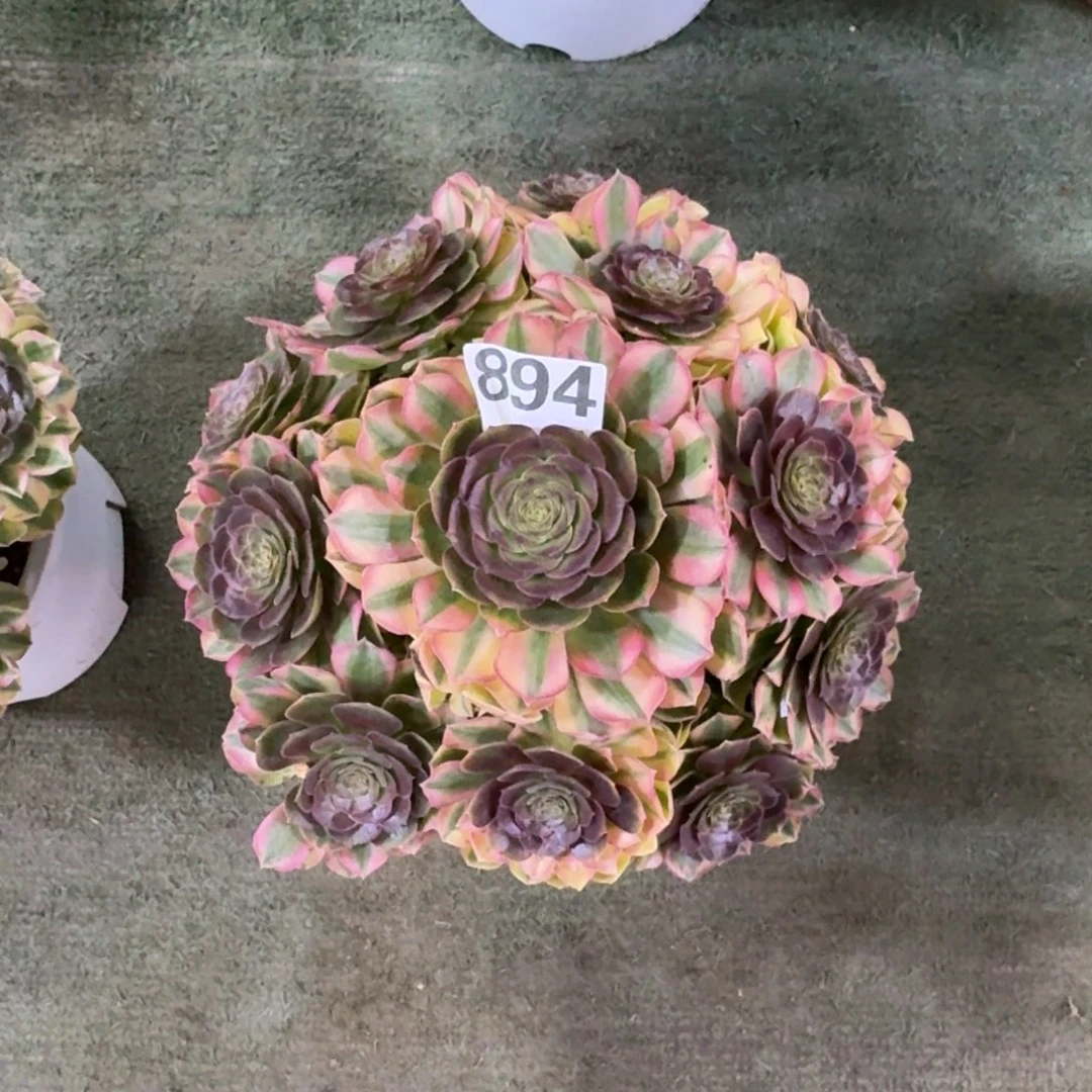 苗****1894！雨菏法师多肉植物