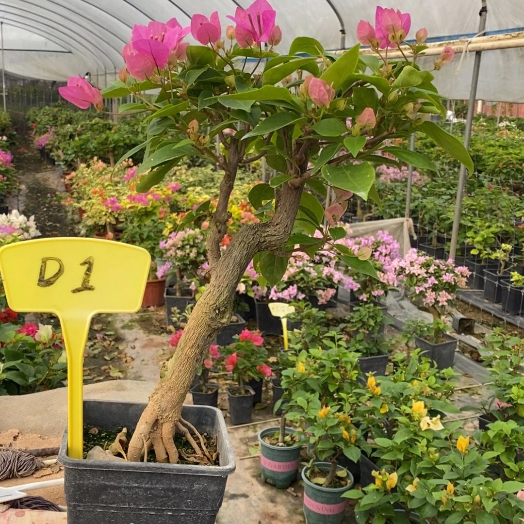 亿****无花朵三角梅红樱D1