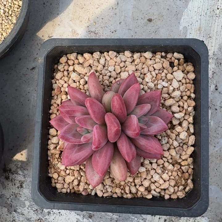 赫菲斯托 双头 一物一拍