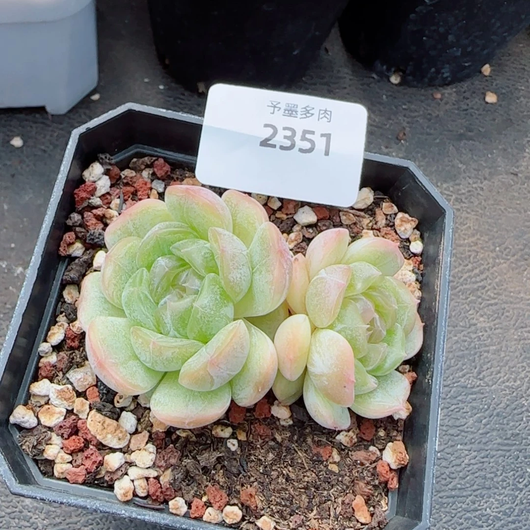 白恋，2351多肉植物