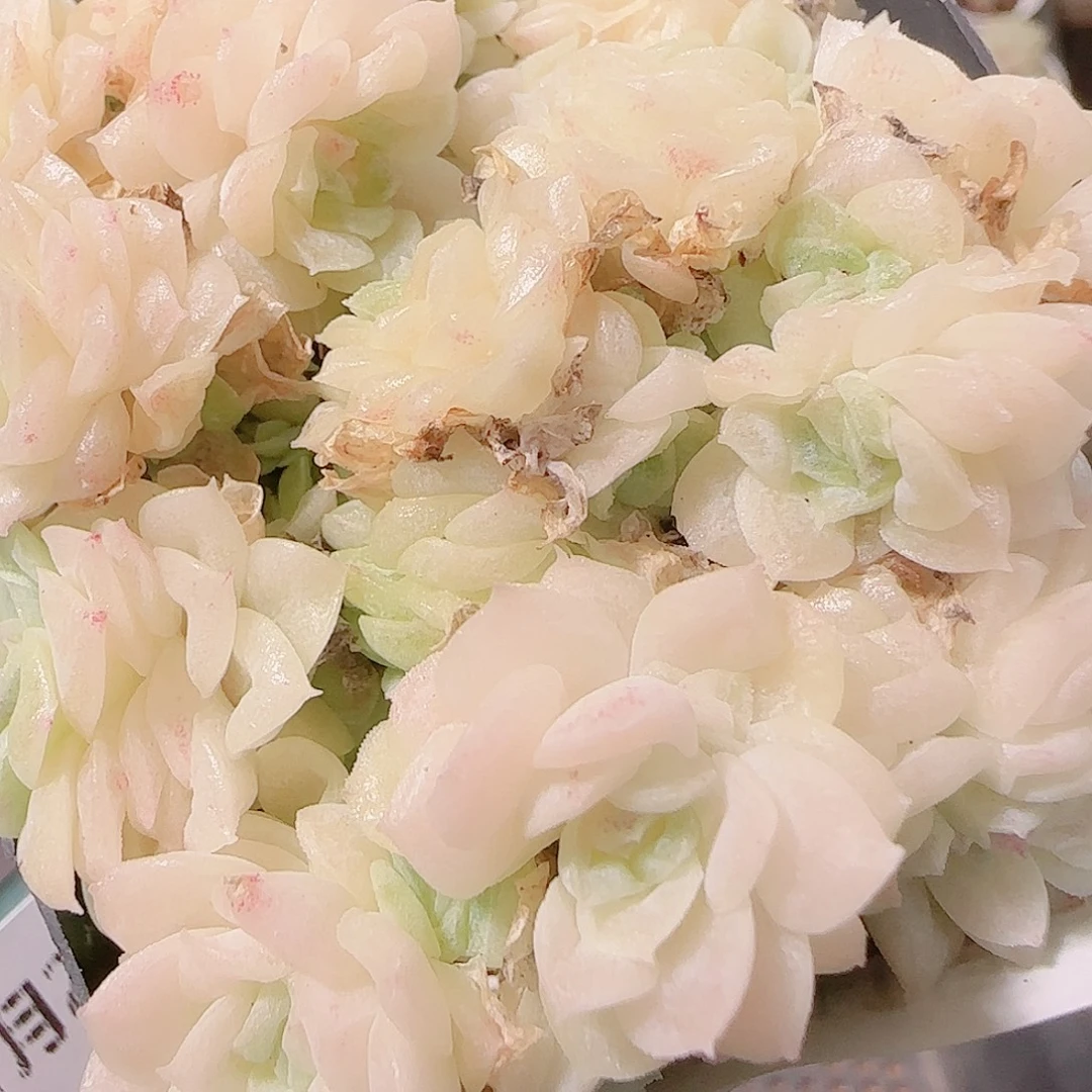 花语逸镜1125-165散