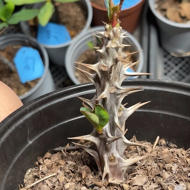 虎刺梅带根不确定68号