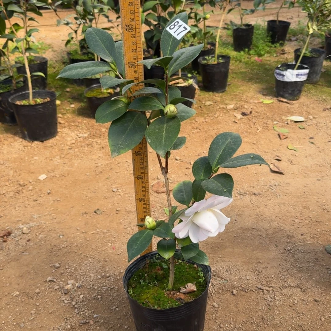 少量花朵（建议范围：2朵-5朵 或40%以下）817戴安娜皇后