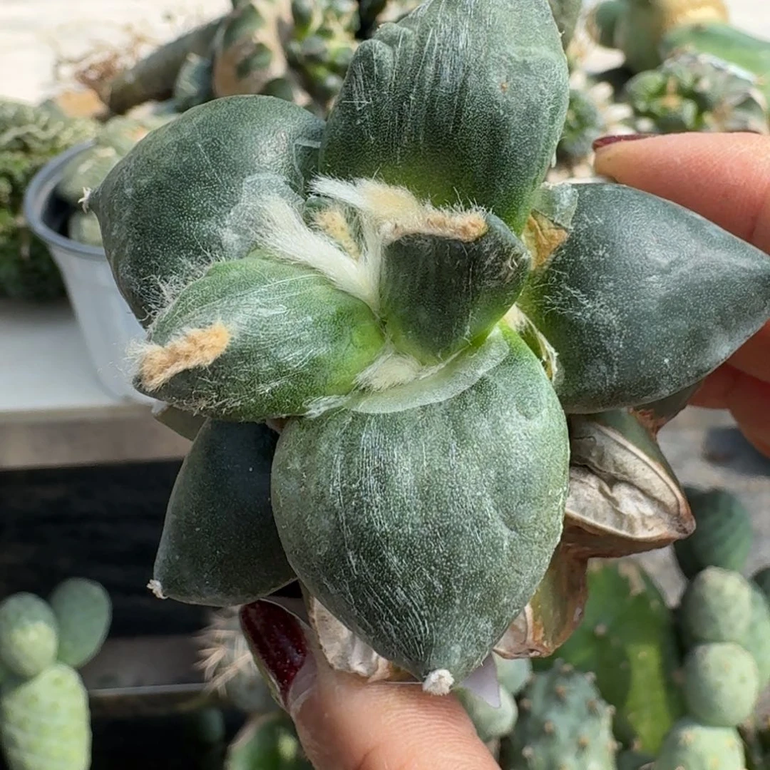 【闪购商品】无花朵帆达摩309