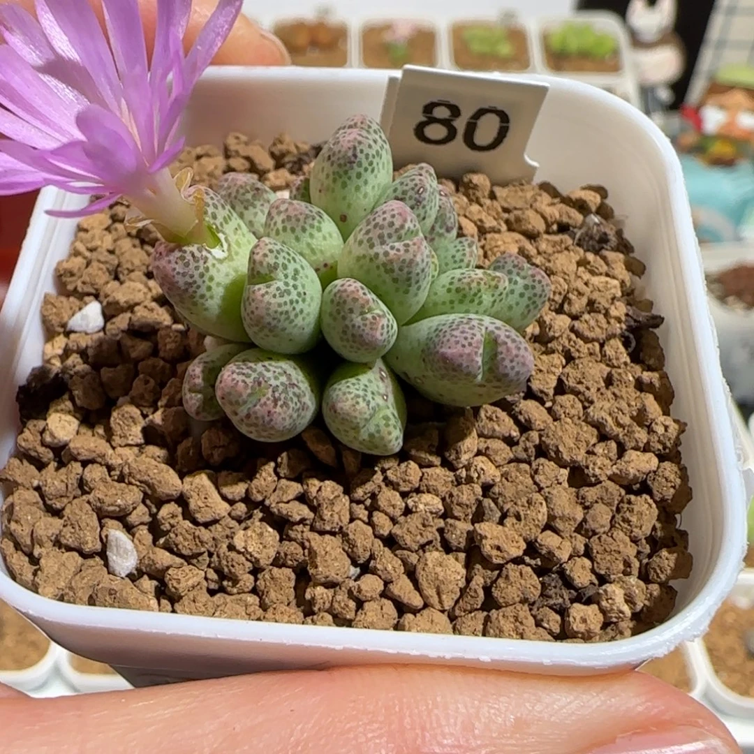 肉锥多肉植物组合-草莓斑马462