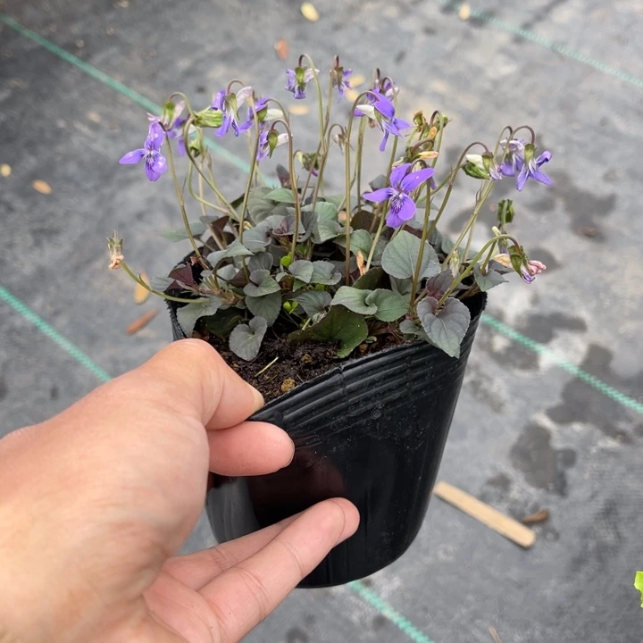 逺*山野草的味道