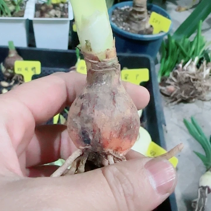 越南盲盒3cm，干球