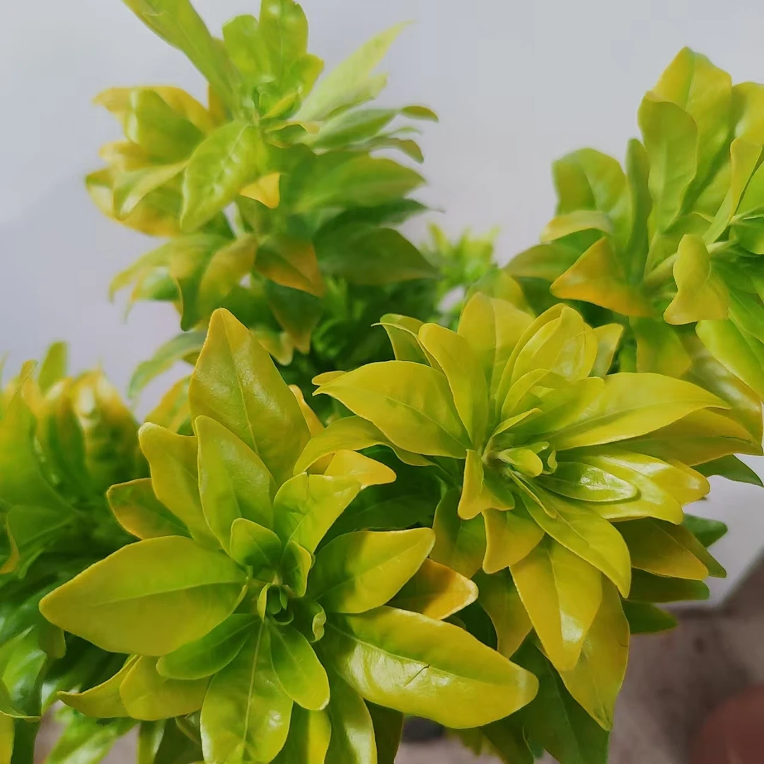 一花一木【墨西哥橘叶鲜切花】花期长 好养护发顺丰包邮