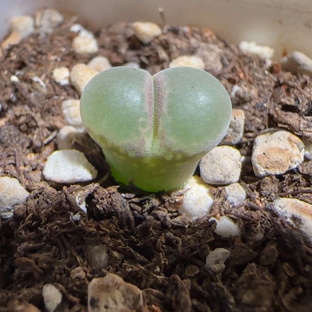 肉锥多肉植物组合-安格890