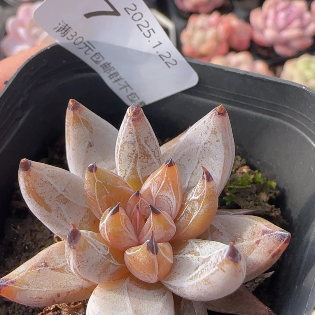 魔爪单头一颗脱土