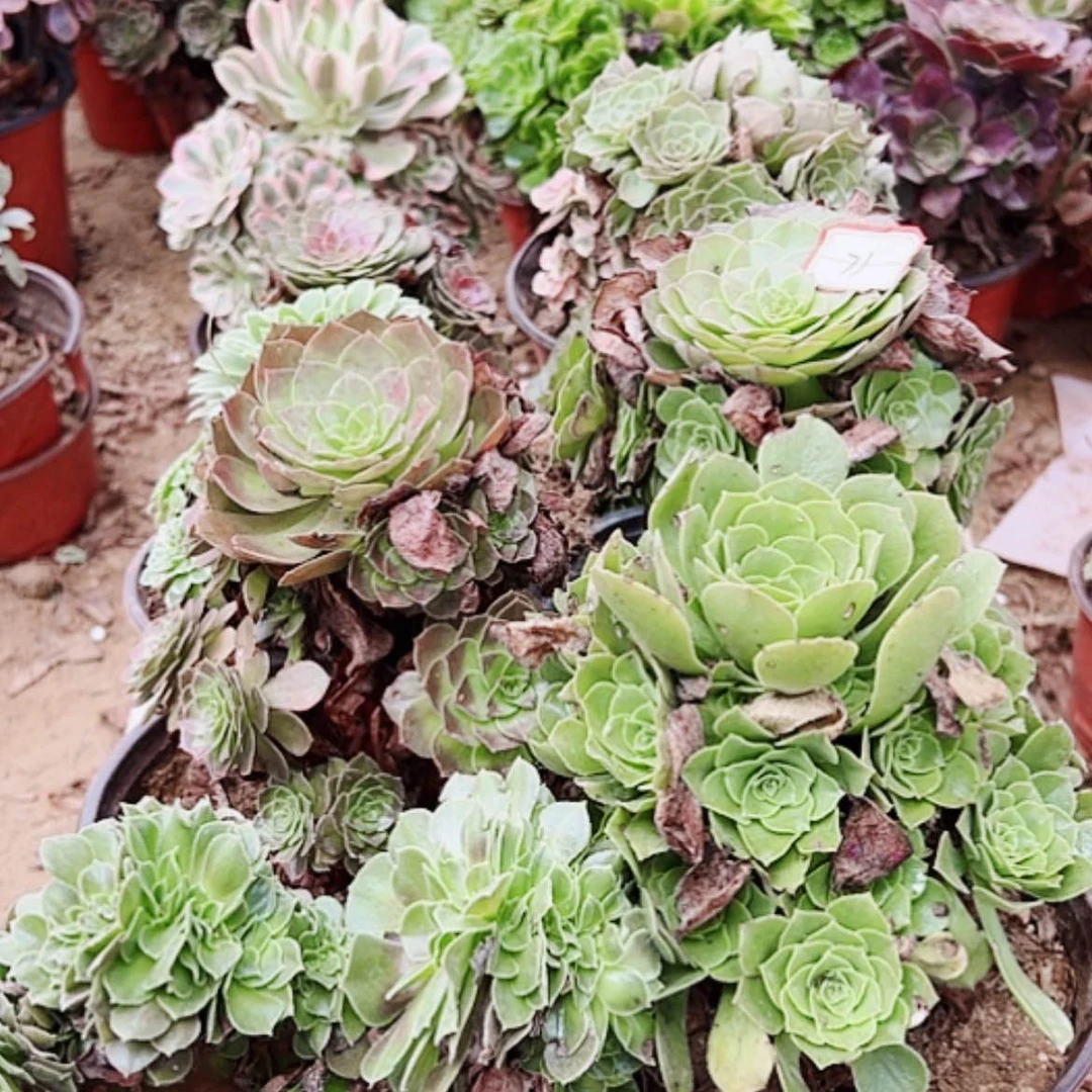 【闪购商品】无花朵峰**转71号套餐8颗多肉植物